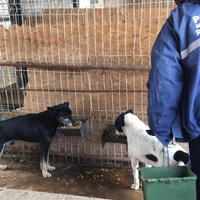 photo de livraison pour RespekTIERE Leben e.V.