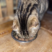 photo de livraison pour Les chats de Feelin’ Good