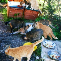 photo de livraison pour Amis des Chats de Port-Vendre