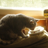 photo de livraison pour Pattes de Chats 50