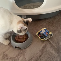 photo de livraison pour Association des Chats Camarguais