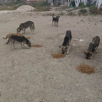 photo de livraison pour Civic Initiative Kane Korzo Skopje