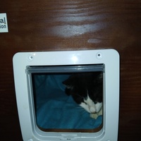 photo de livraison pour Les chats de chez nous