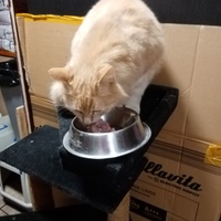 photo de livraison pour Chat de Gout'hier sans Toit