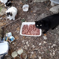 photo de livraison pour Chats Oubliés
