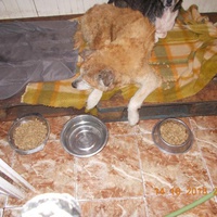 photo de livraison pour Pro Animals Finland ry