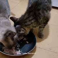 photo de livraison pour Chats Libres des Hauts Cantons de l'Hérault