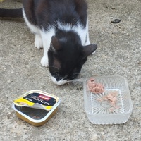 photo de livraison pour Cat Miaou