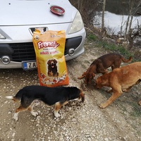 photo de livraison pour Beta Zajecar