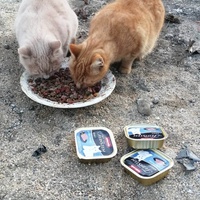 photo de livraison pour Les Chats Libres de la Canterrane