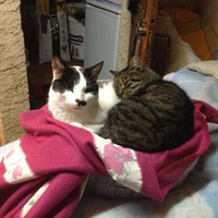 photo de livraison pour Association Des  Chats  De Hyeres