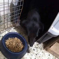 photo de livraison pour Lina's animal rescue