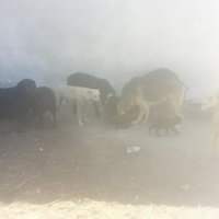 photo de livraison pour Association Mira Protection des Animaux et de l'Environnement