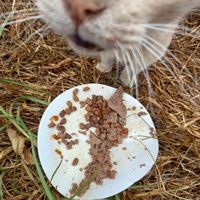 photo de livraison pour Amicale Chats