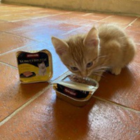 photo de livraison pour Les Chats libres de Fleurance