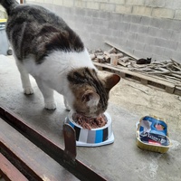 photo de livraison pour Cat Miaou