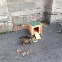 photo de livraison pour Chats du Pays d'Ornans