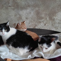 photo de livraison pour Les Chats de la Rue