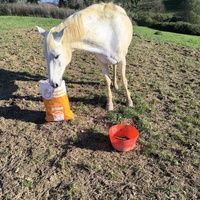 photo de livraison pour Les Crinières de Salherm