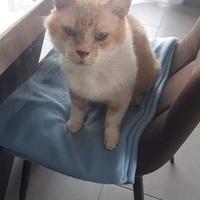 photo de livraison pour A Pas De Chats
