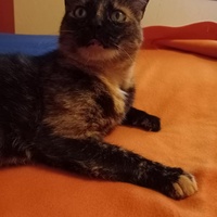 photo de livraison pour Cosette