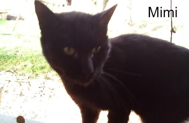 Mimi Chats Errants Du Val Du Crenu Animal Webaction