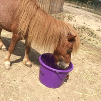 photo de livraison pour La Ferme des Zanimobiles