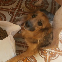 photo de livraison pour Beta Zajecar