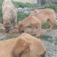 photo de livraison pour Civic Initiative Kane Korzo Skopje