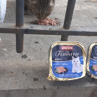 photo de livraison pour Chats cerbériens
