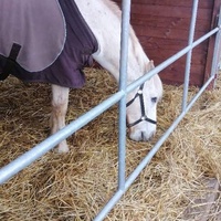 photo de livraison pour Au Bonheur Animal