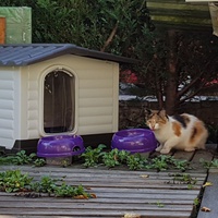 photo de livraison pour Les Chats'nonymes