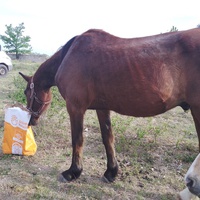 photo de livraison pour Equi-Libre : Droit à la Retraite Equine
