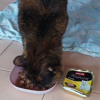 photo de livraison pour L'école du Chat d'Ollioules