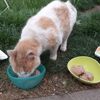 photo de livraison pour Chat Suffit a.sb.l.