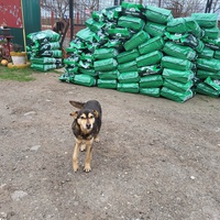 photo de livraison pour Nobody's Dog France