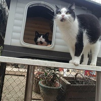 photo de livraison pour Chats Libres de Béziers