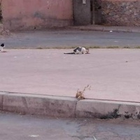 photo de livraison pour L'Arche de Noé