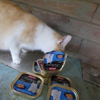 photo de livraison pour Jardin des Chats