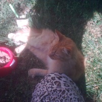 photo de livraison pour L'ANGE Laurence pour les chats