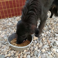 photo de livraison pour Civic Initiative Kane Korzo Skopje