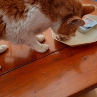 photo de livraison pour Les chats de chez nous