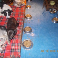 photo de livraison pour Pro Animals Finland ry