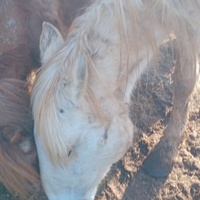 photo de livraison pour Equi-Libre : Droit à la Retraite Equine