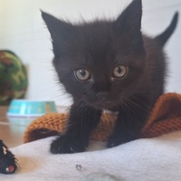 photo de livraison pour Bien vivre avec les Chats Sallélois