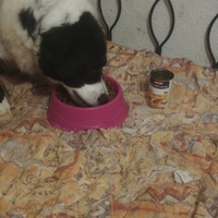 photo de livraison pour AVRAH
