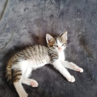 photo de livraison pour Les Pattes de l'Espoir 
