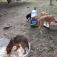 photo de livraison pour Azil za pse"Poslednja oaza"