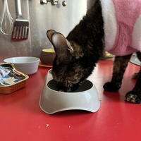 photo de livraison pour Association C.A.T.S. Chat Animal Terrien Solidarité