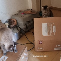 photo de livraison pour Chats Libres des Hauts Cantons de l'Hérault